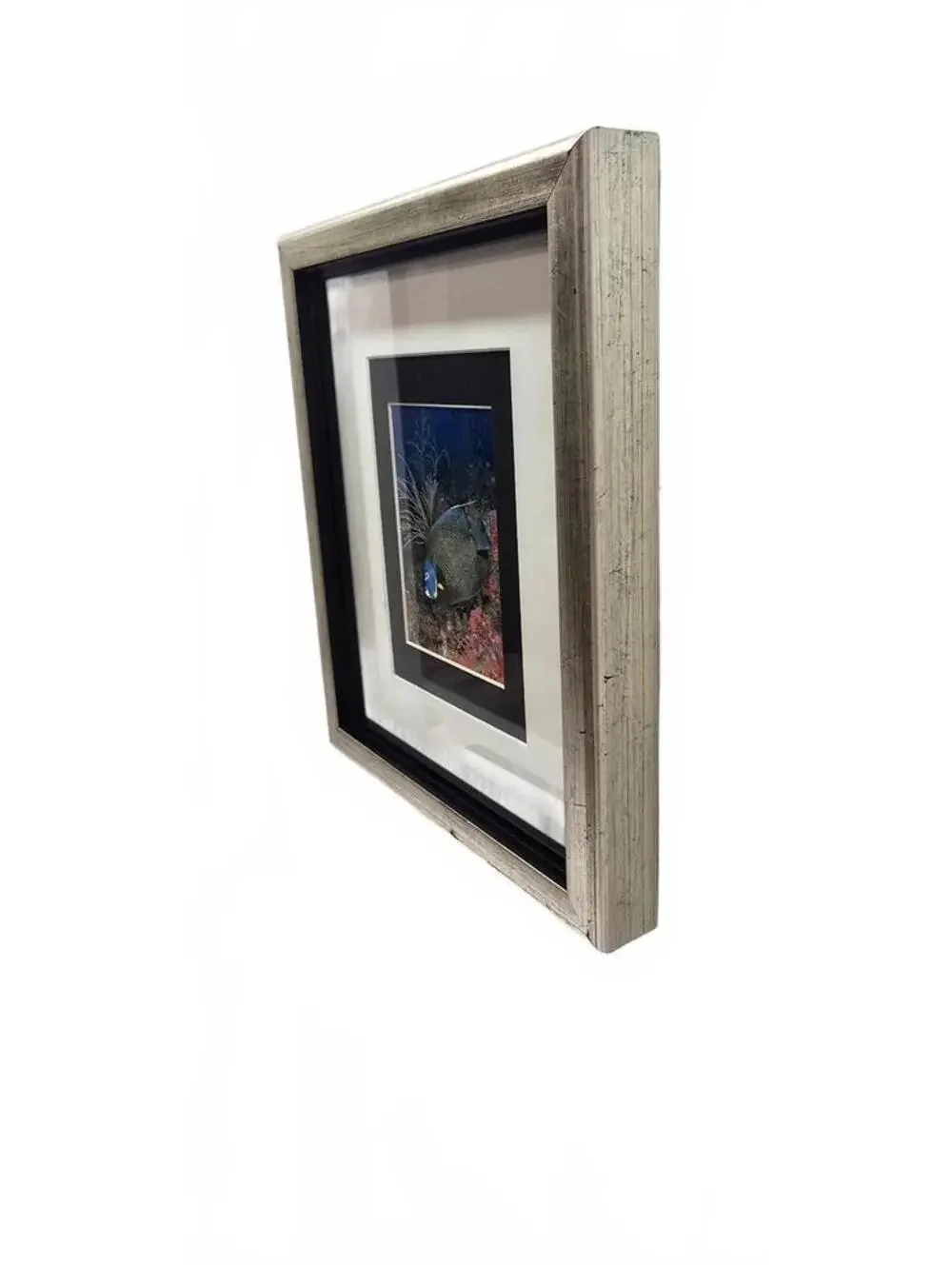 Framed French Angelfish Underwater Photograph by Valda Bromfield